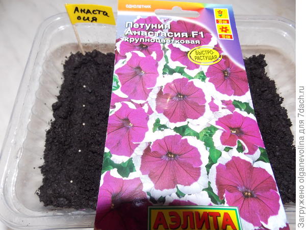 Анастасия посеяна.