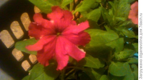 Первый цветок Комплиментунии Звездная ночь.