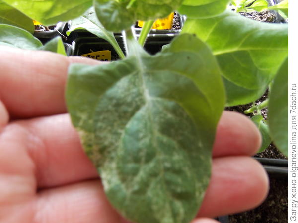 Больные листочки.