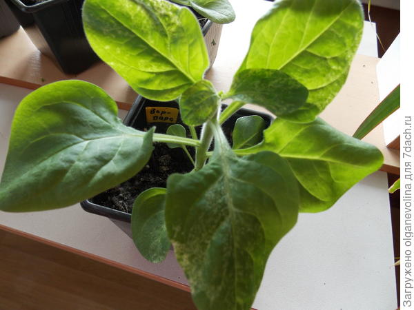 Больная Варвара Краса.