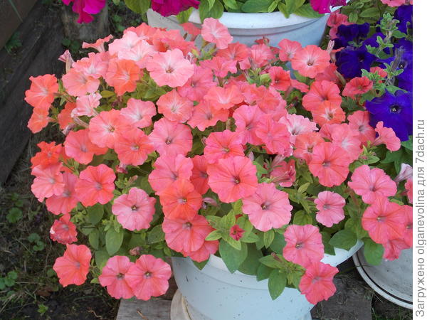 Петуния Аморе Мио F1