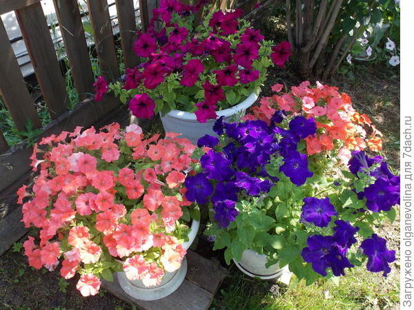 Петуния Аморе Мио  F1, Комплиментуния винно-красная F1 , петуния Марко Поло Звездная ночь