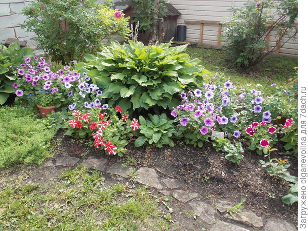 Цветник для Варвары Красы.