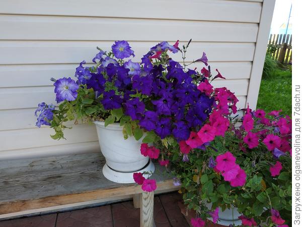 Марко Поло F1 лучший гибрид осени!