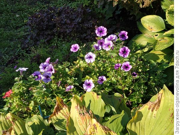 Варвара Краса F1 в начале осени.