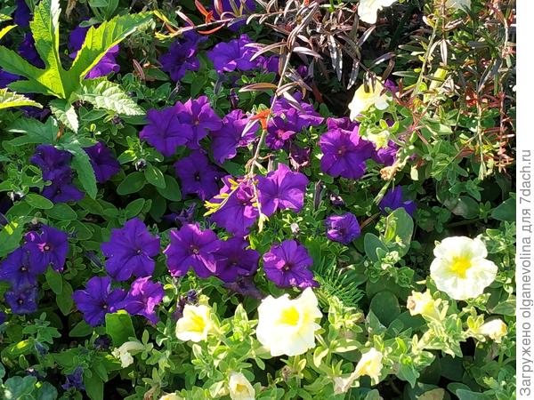 Комплиментуния лимонно-синяя.