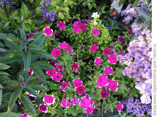 Петуния Ольга F1 в начале осени цветет также обильно как и летом.