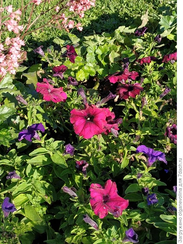 Комплиментуния бургунди осенью.