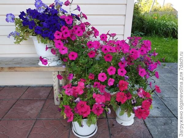 Петуния Марко Поло F1 розовая в капо в первом ряду.