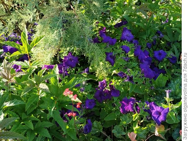 Марко Поло звездная ночь в грунте. Один куст  занимает почти квадратный метр