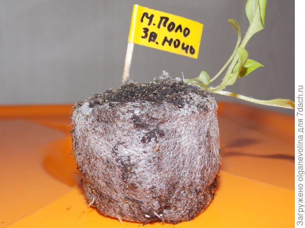 Растишка из таблетки перед перевалкой в горшок. Хорошие корешки, но слабенький стебелек.