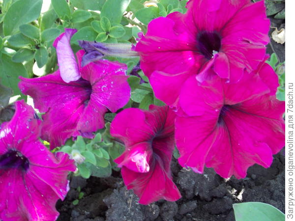 Красивые цветы!