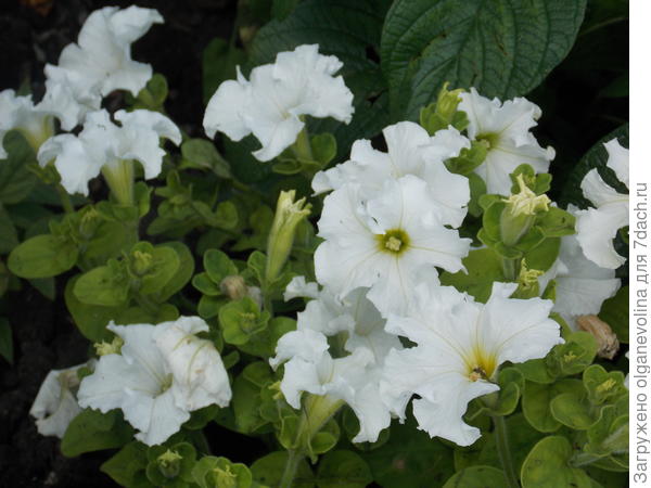 Белая в середине июня.