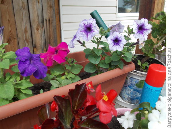 Черенки посадила в кашпо. результат в конце июля.