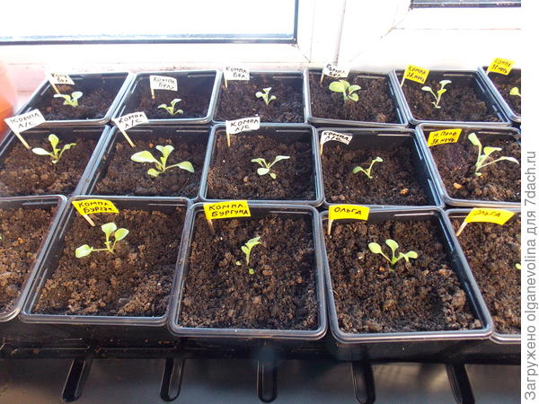 В горшки высадила 2 из 8. Очень маленькие и слабые.