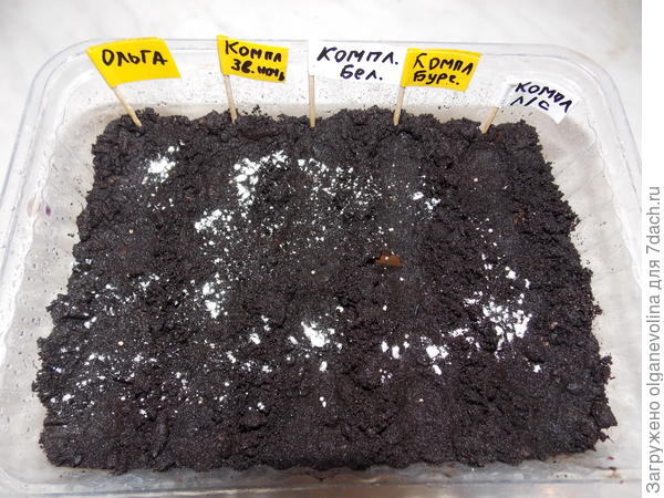 Посевы в грунт.