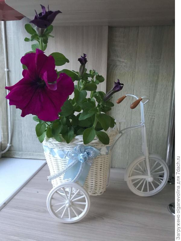 Бургунди в кашпо на балконе.