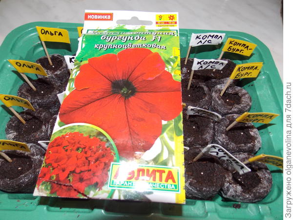 Бургунди в грунте.