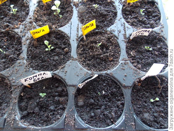 Белая в кассете на доращивании.