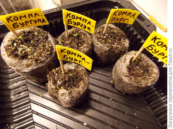 Всходы в таблетках.