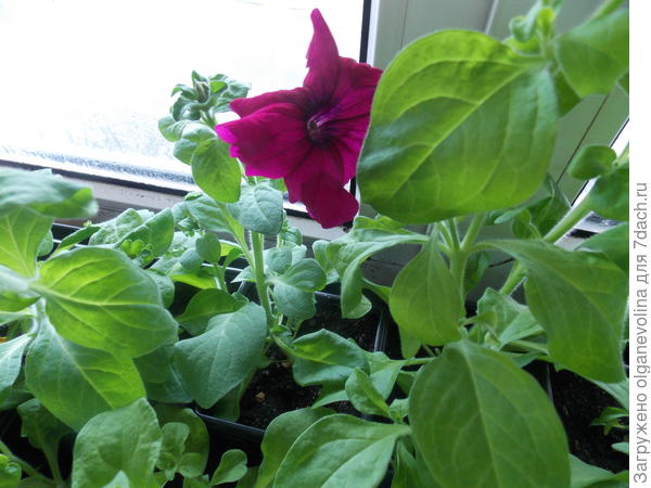 Первый цветок Бургунди.