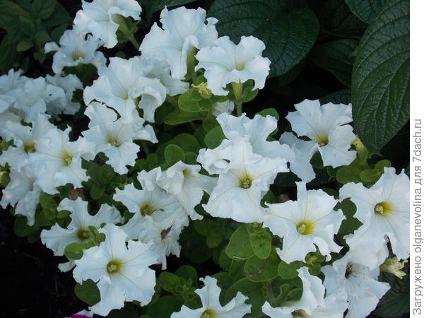 Белая в день замеров. Пик цветения.