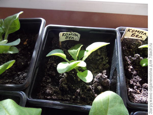 Кустик перед прищипкой.