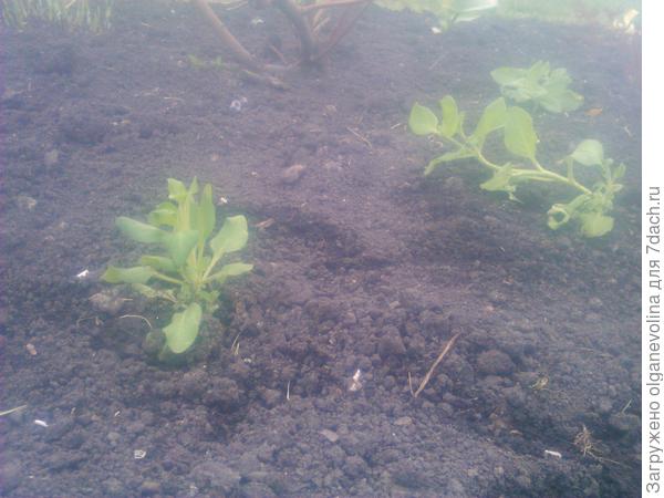 В день высадки в грунт.