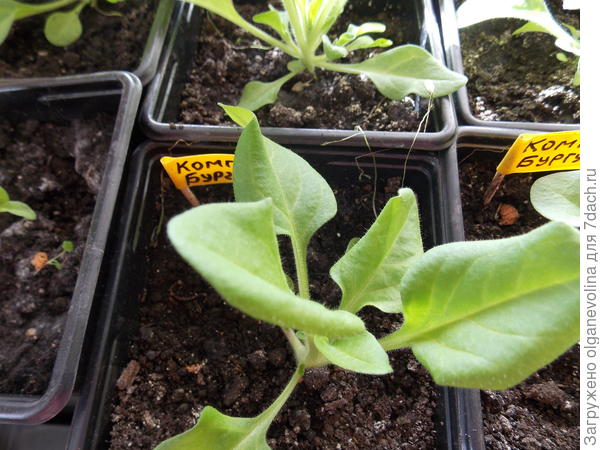 Кустик Бургунди после прищипки.