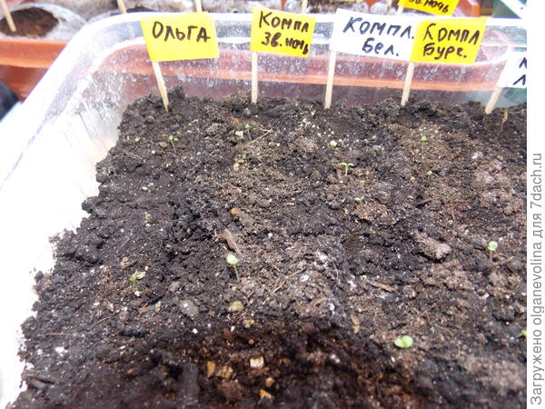 Всходы в грунте.