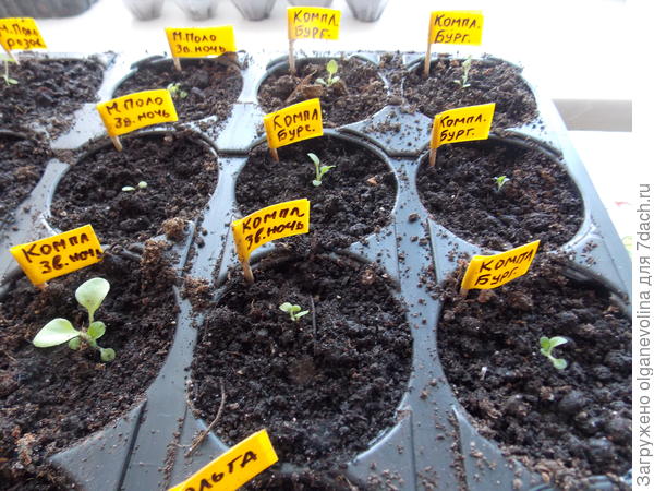 В кассеты высадила 5 из 9. Рассада слабая.