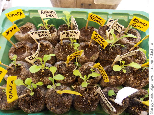 Белая перед пикировкой.