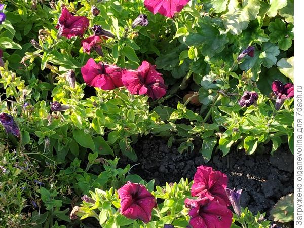 Бургунди в сентябре.