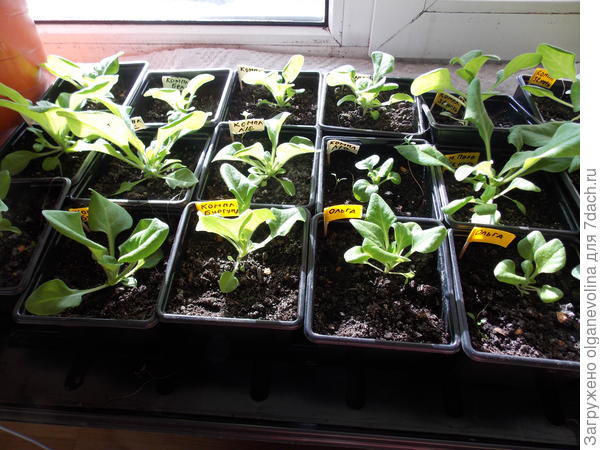 Прищипнула точку роста.