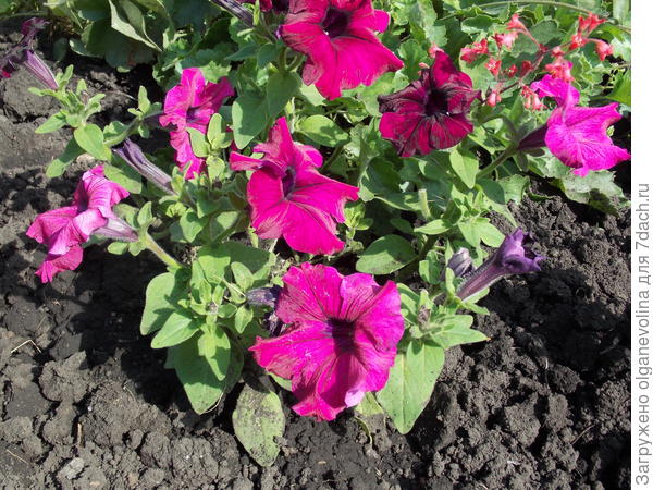 В день проведения замеров.