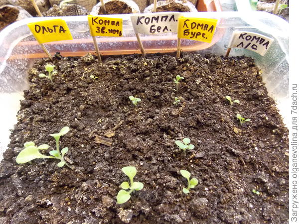 В грунте перед пикировкой.