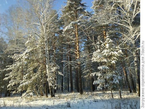 Чародейкою зимою околдован лес стоит...