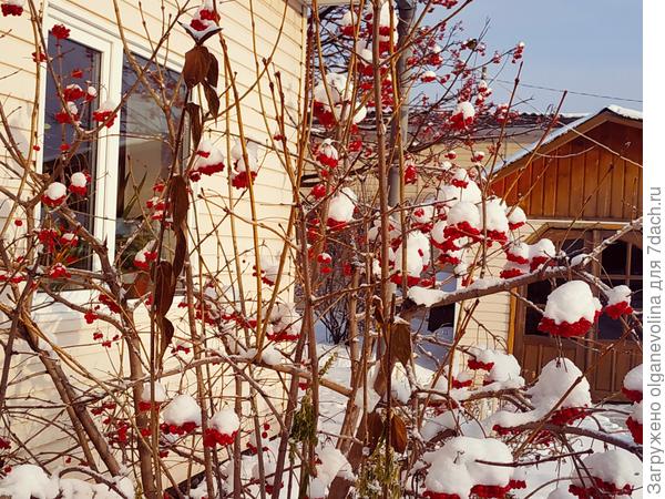 Зимняя ягода - калина красная.