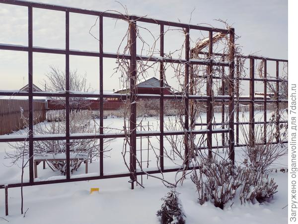 Сад притих в снежном плену.