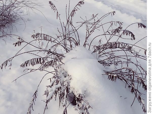Бересклет снегом присыпало.