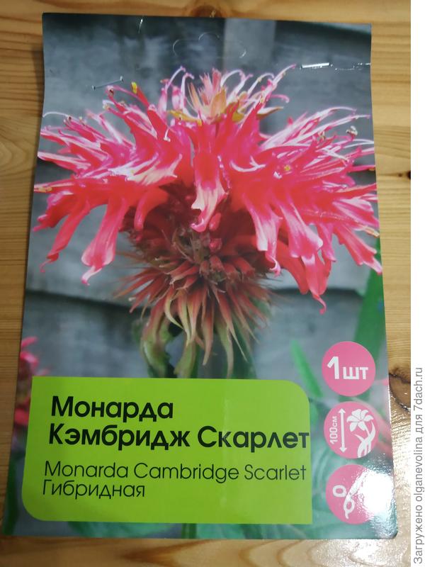 Монарда гибридная Кэмбридж Скарлет