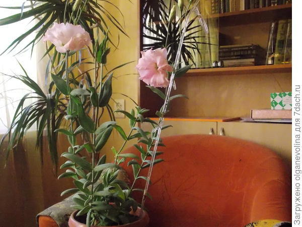 Эустома весной 2016, год посева - 2015. Зацвела после обрезки.