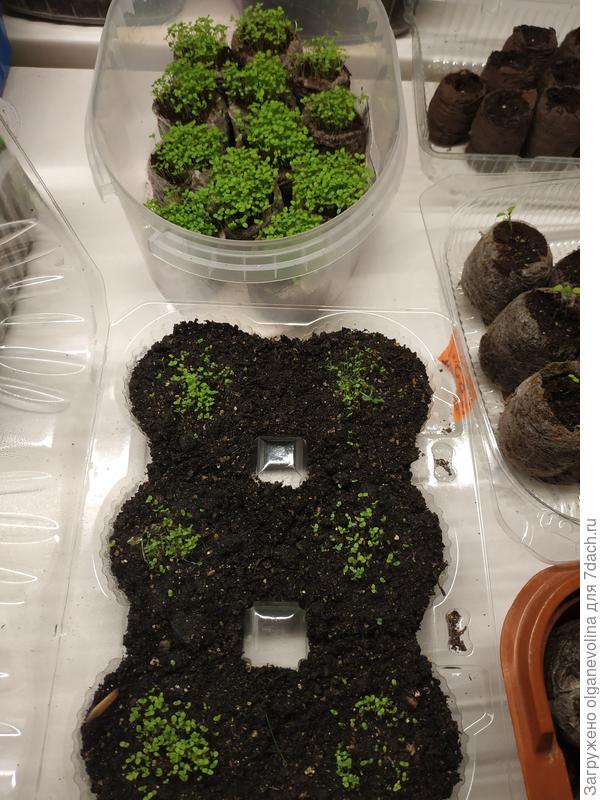 Всходы лобелии в таблетках и грунте.