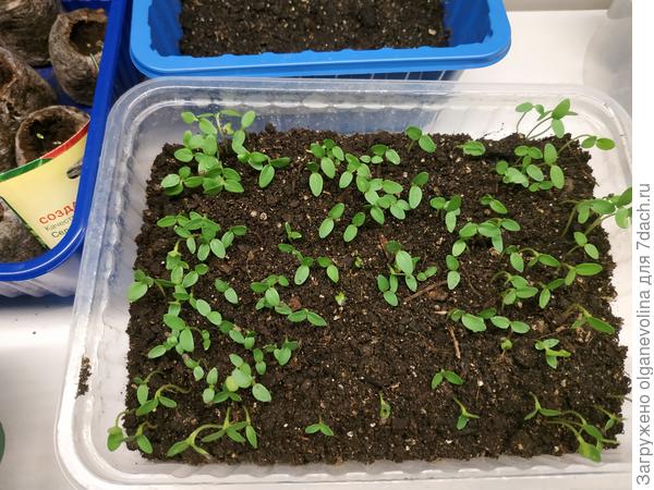 Клеома Вишневая королева.