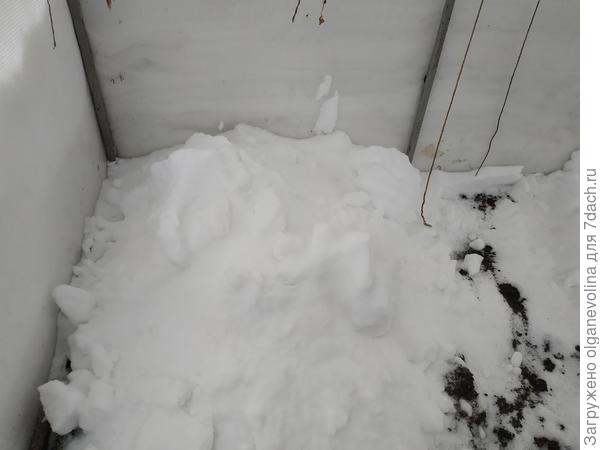 На стратификации в теплице под снегом  аквилегия, дельфиниум, примулы.