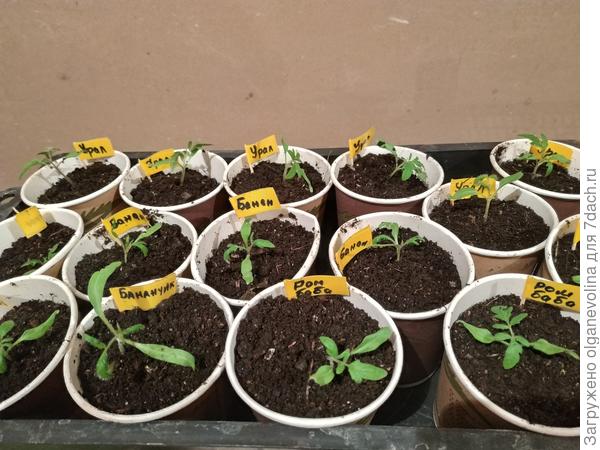 Томаты  в бумажных стаканах.