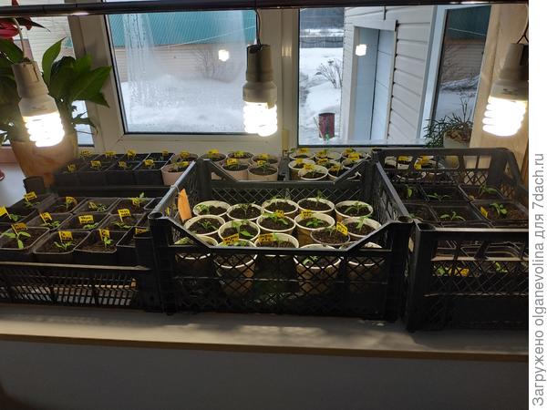 Поставила под лампы до конца  марта.