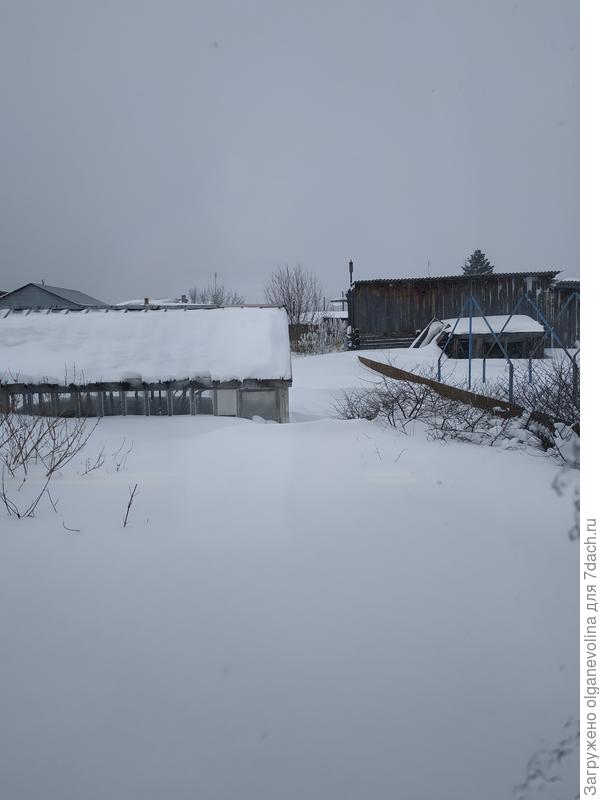Теплица утонула в сугробах. Справа - заборчик, высотой 1,5 м!