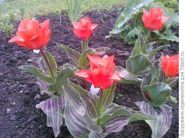 Так цвели тюльпаны Грейга Ораторио в начале мая 2017 года.