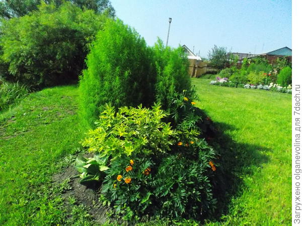 Здесь на первом плане бархатцы, за ними бузина черная Мадонна в год посадки -2016.